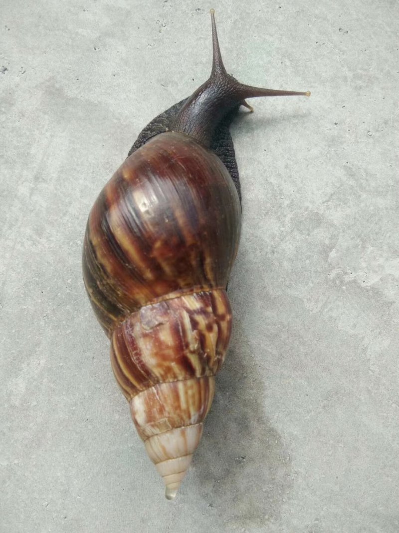 玛瑙蜗牛种牛销售