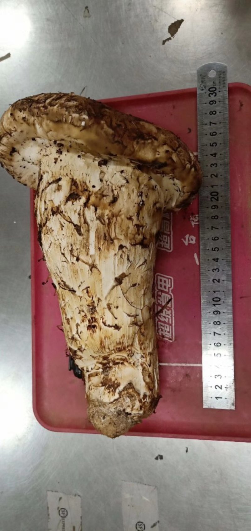 松茸王香格里拉新鲜松茸王一件代发顺丰包邮