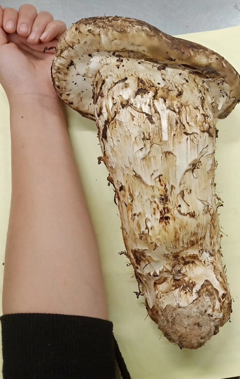 松茸王香格里拉新鲜松茸王一件代发顺丰包邮
