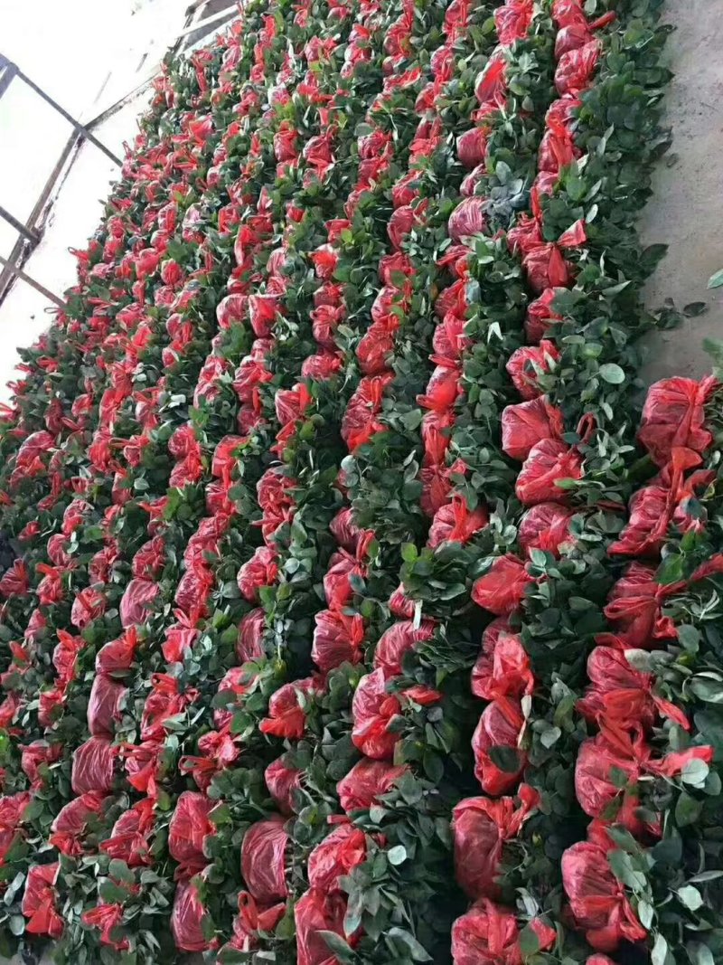 月季苗传奇花卉种苗云南昆明基地供应常年供应花卉种苗