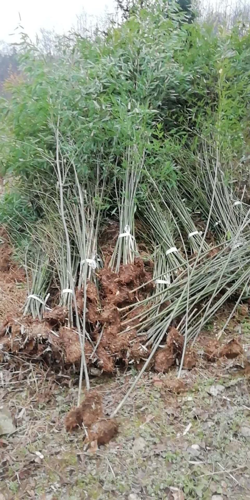 刚竹，四川省成都市大量出售