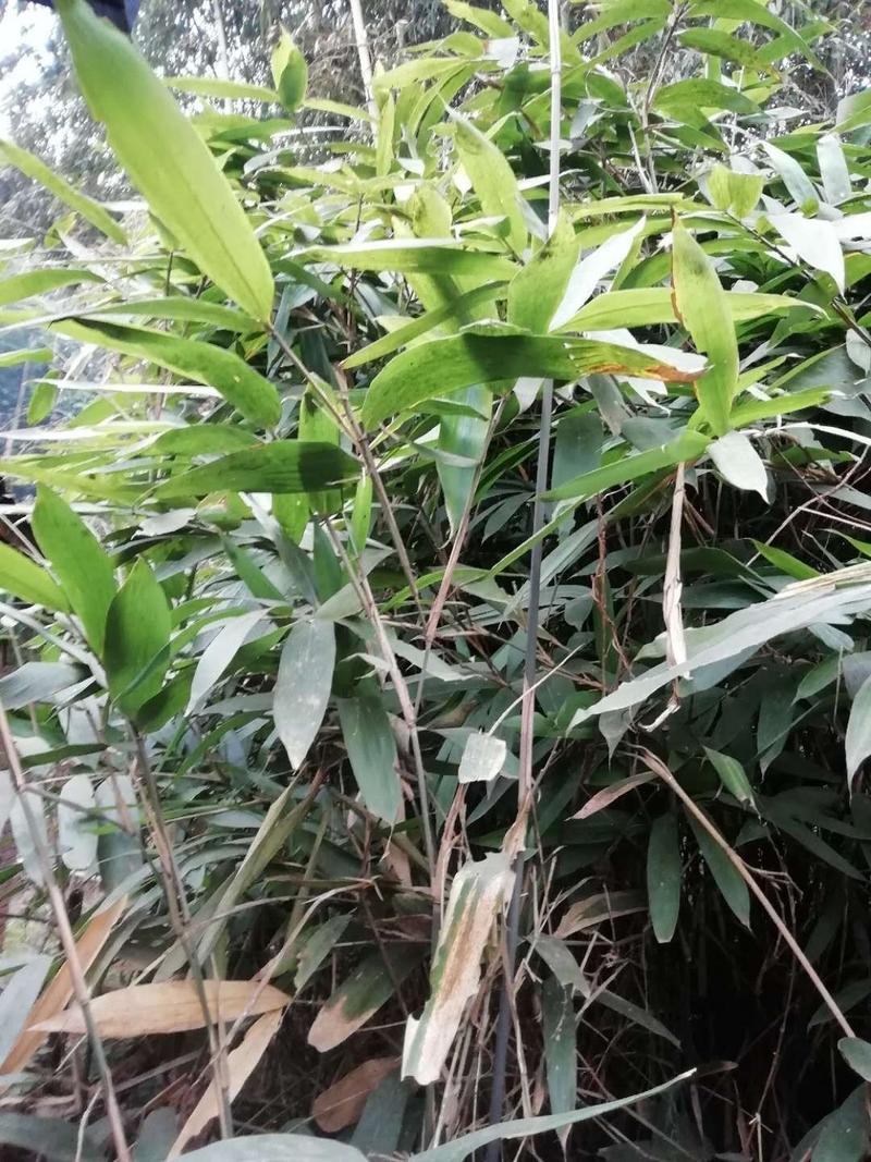 箬竹，四川省成都市大量出售