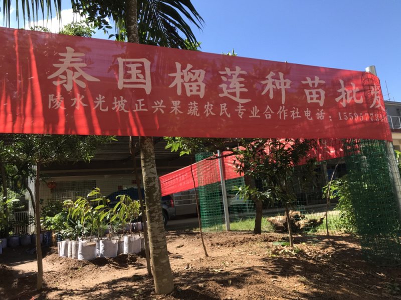 榴莲苗猫山王榴莲苗泰国榴莲苗