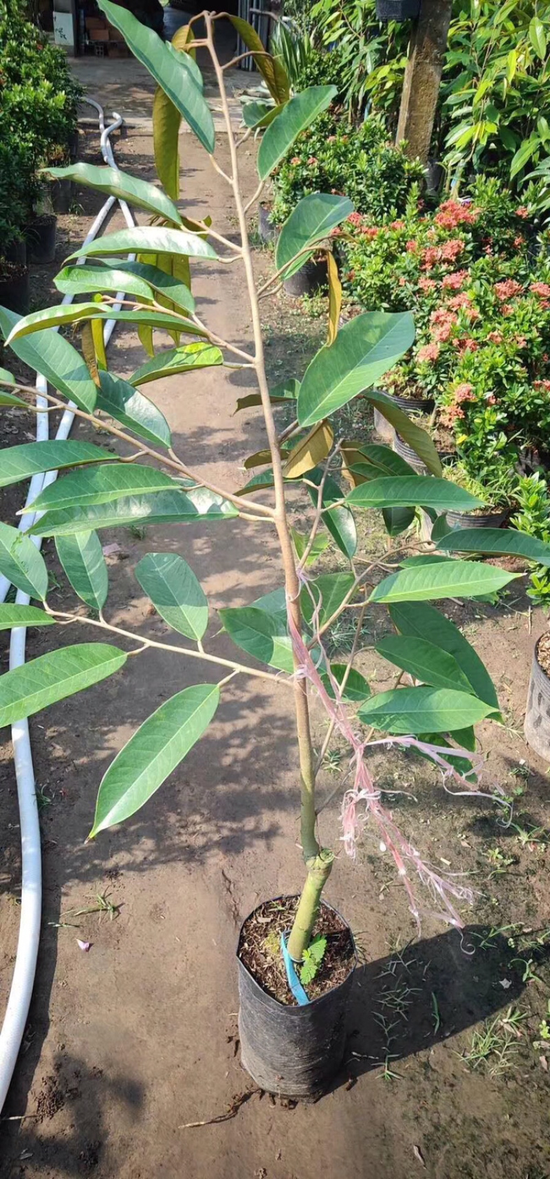 榴莲苗猫山王榴莲苗泰国榴莲苗