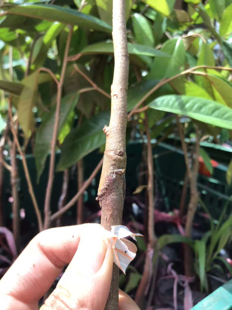 榴莲苗猫山王榴莲苗泰国榴莲苗