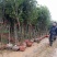 基地直销2/3/4/5/6/8公分桂花树,量大优惠价格低