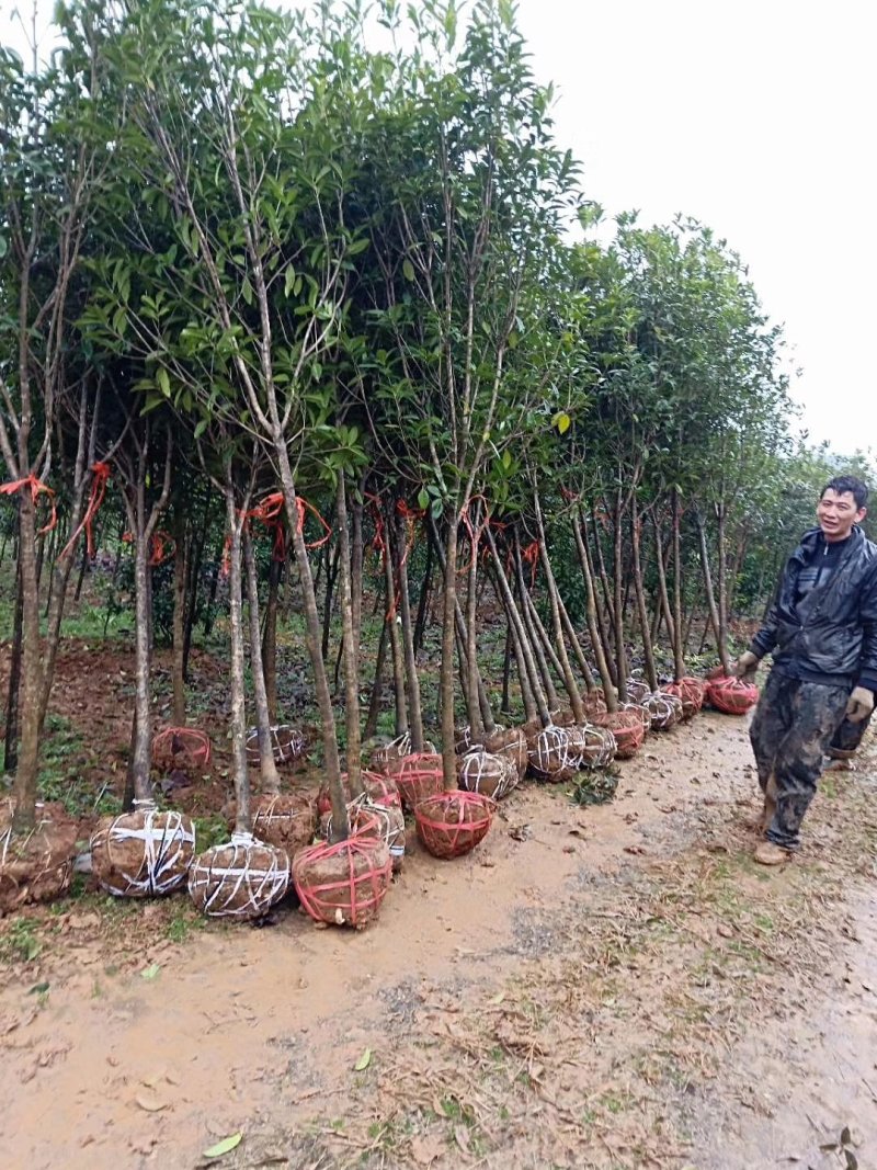 基地直销2/3/4/5/6/8公分桂花树，量大优惠价格低