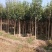 基地直销2/3/4/5/6/8公分桂花树,量大优惠价格低