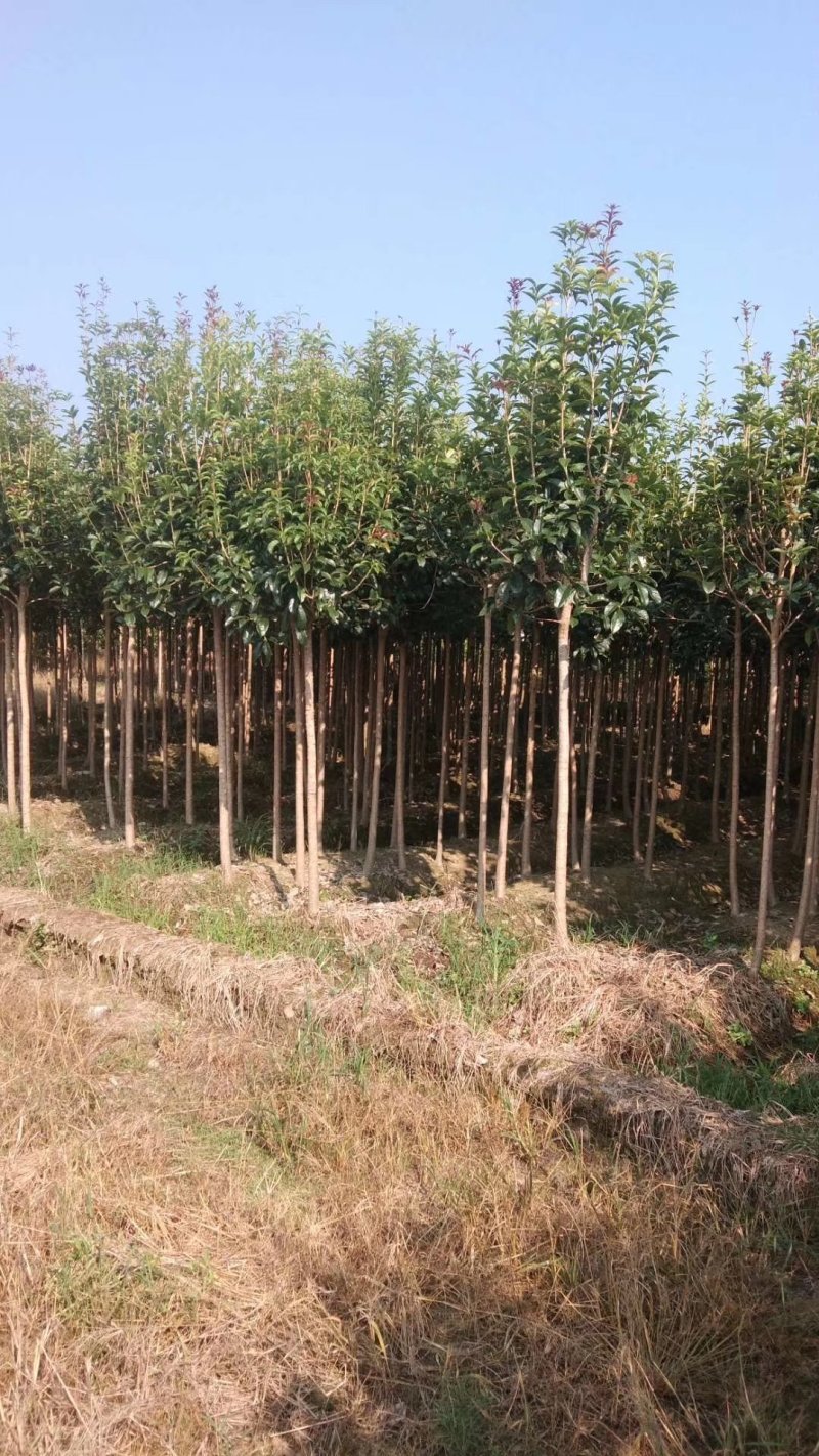 基地直销2/3/4/5/6/8公分桂花树，量大优惠价格低