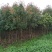 基地直销2/3/4/5/6/8公分桂花树,量大优惠价格低