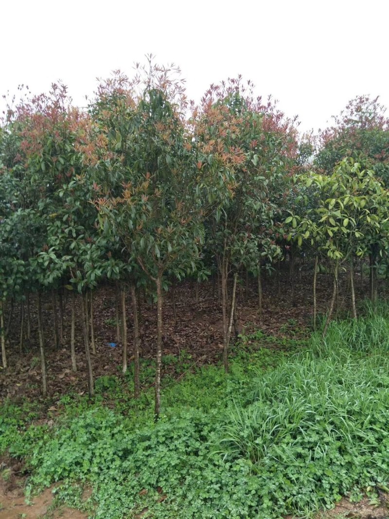 基地直销2/3/4/5/6/8公分桂花树，量大优惠价格低