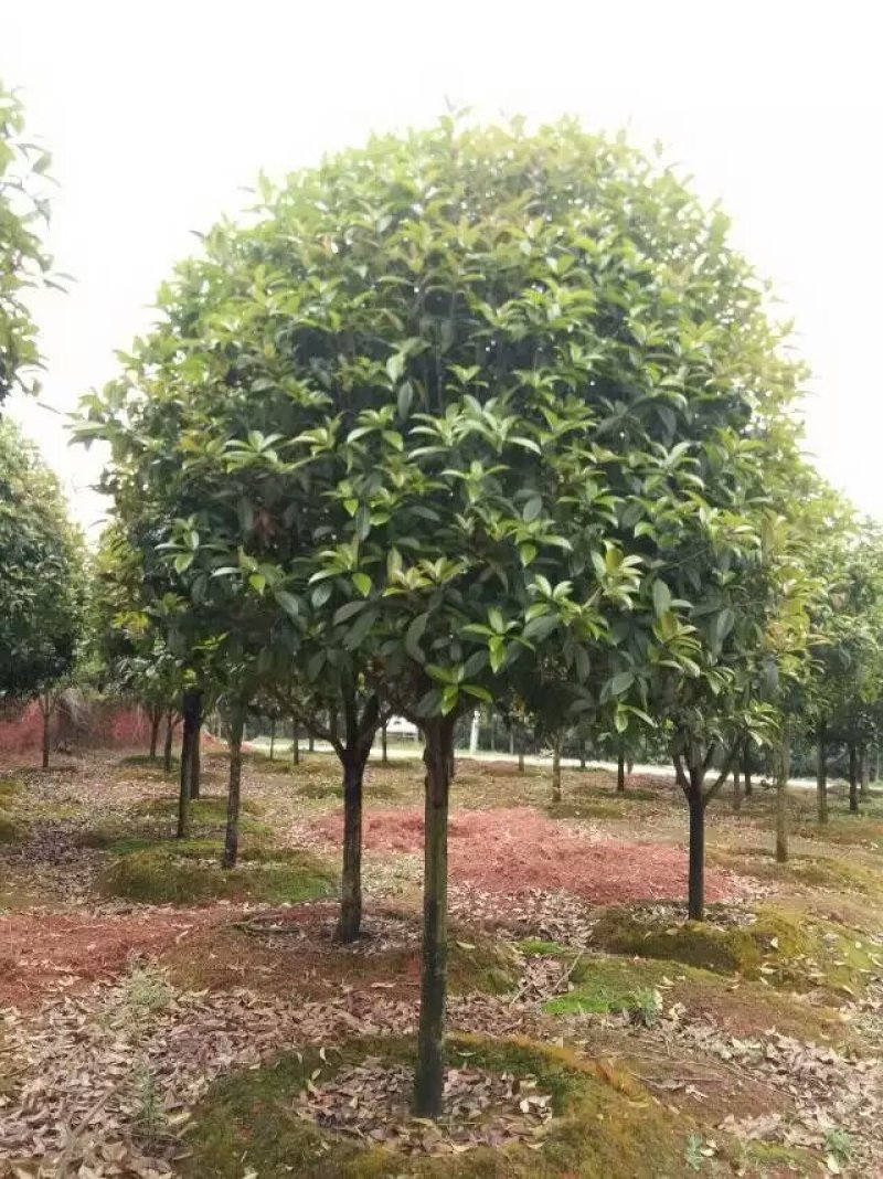 基地直销2/3/4/5/6/8公分桂花树，量大优惠价格低