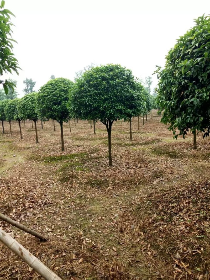 基地直销2/3/4/5/6/8公分桂花树，量大优惠价格低