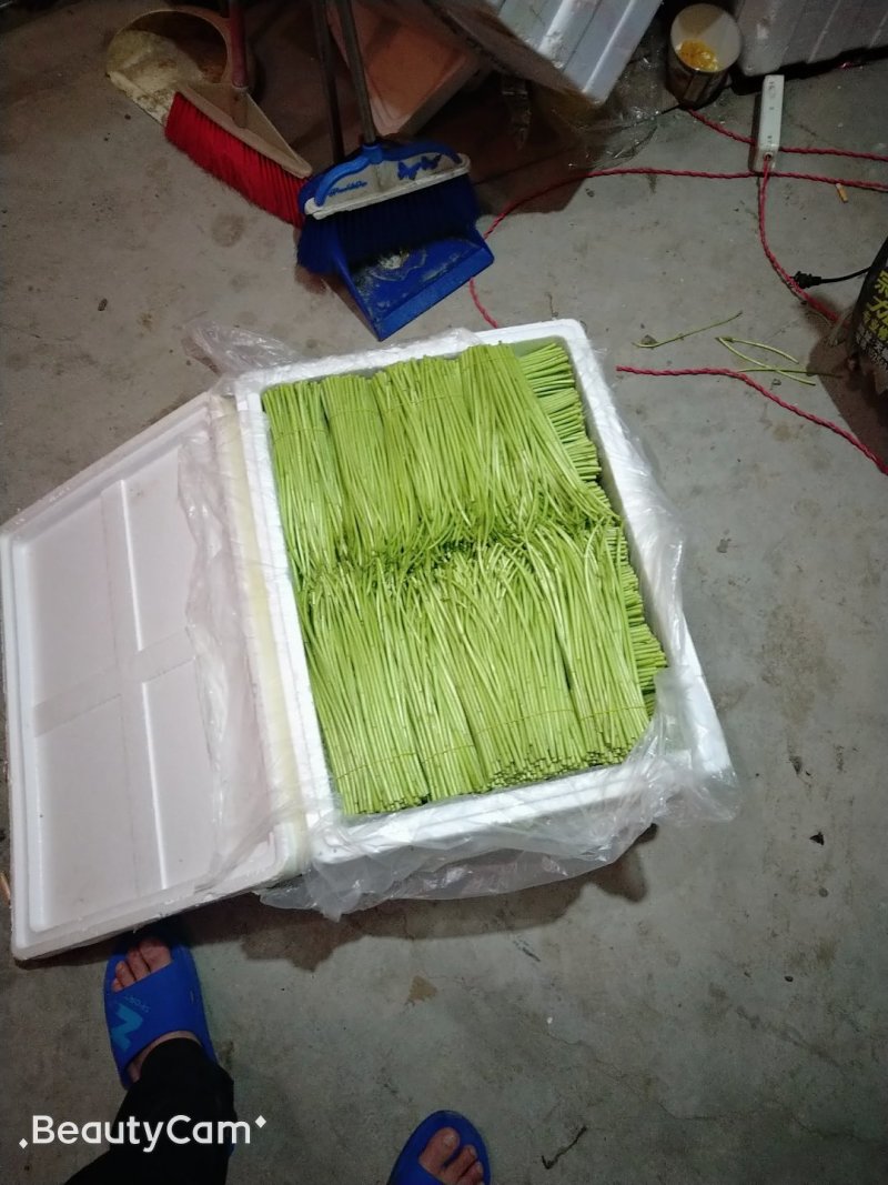 四季蒿昆明白蒿专注精品商超级品质