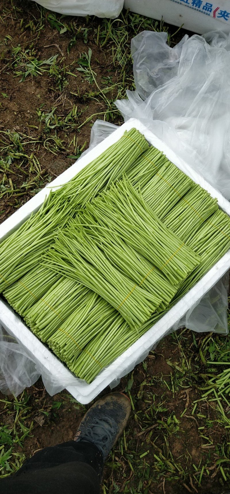 四季蒿昆明白蒿专注精品商超级品质