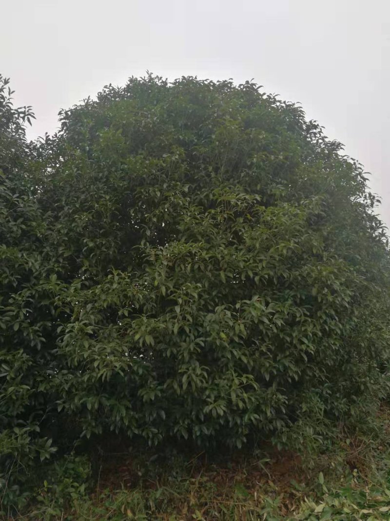 丛生地笼桂花球3--10米冠大量出售，价格低，基地直销