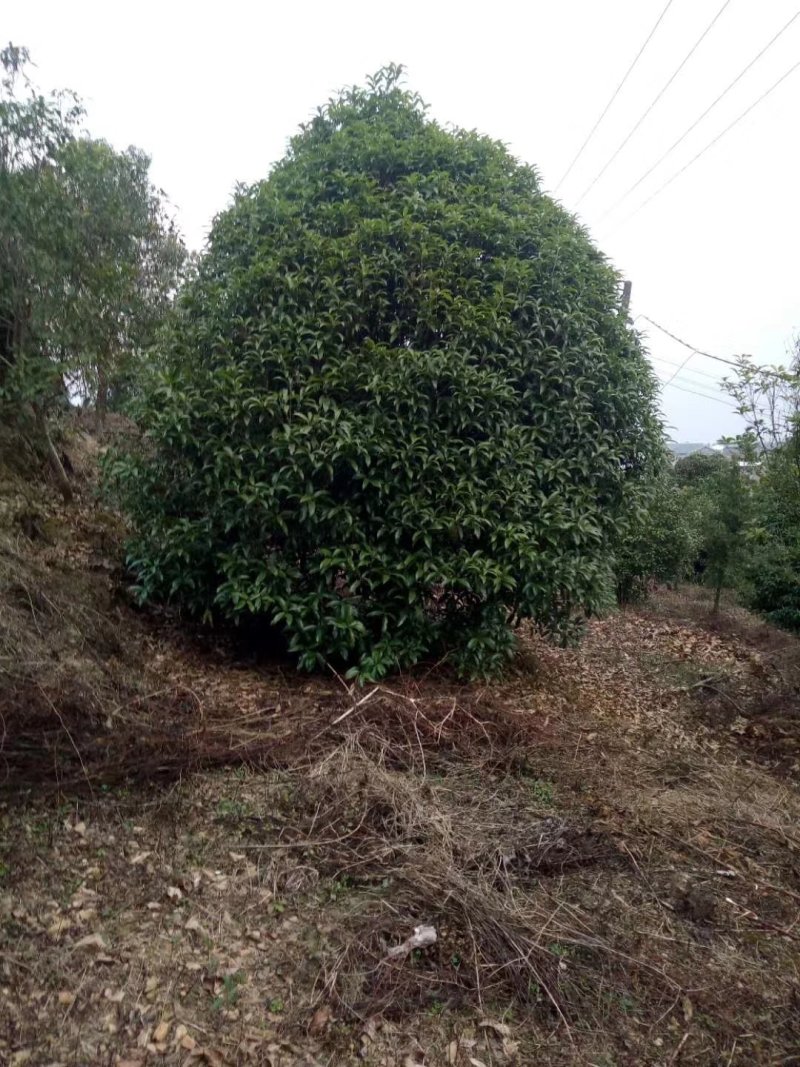 丛生地笼桂花球3--10米冠大量出售，价格低，基地直销