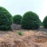 丛生地笼桂花球3--10米冠大量出售，价格低，基地直销