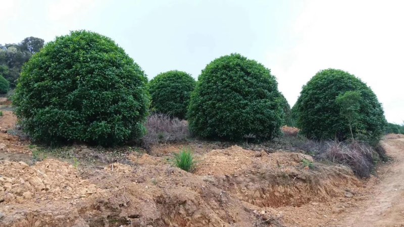 丛生地笼桂花球3--10米冠大量出售，价格低，基地直销