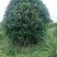 丛生地笼桂花球3--10米冠大量出售，价格低，基地直销