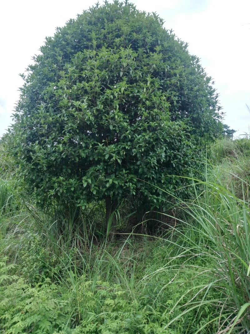 丛生地笼桂花球3--10米冠大量出售，价格低，基地直销