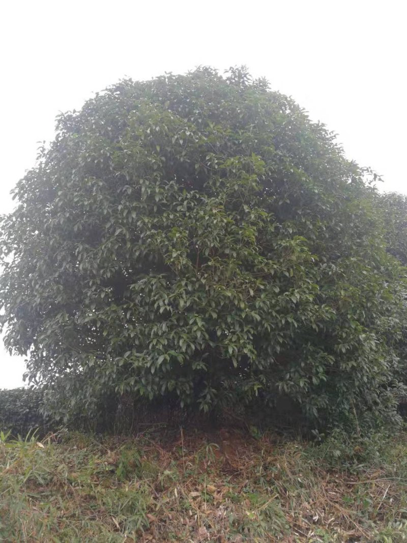 丛生地笼桂花球3--10米冠大量出售，价格低，基地直销
