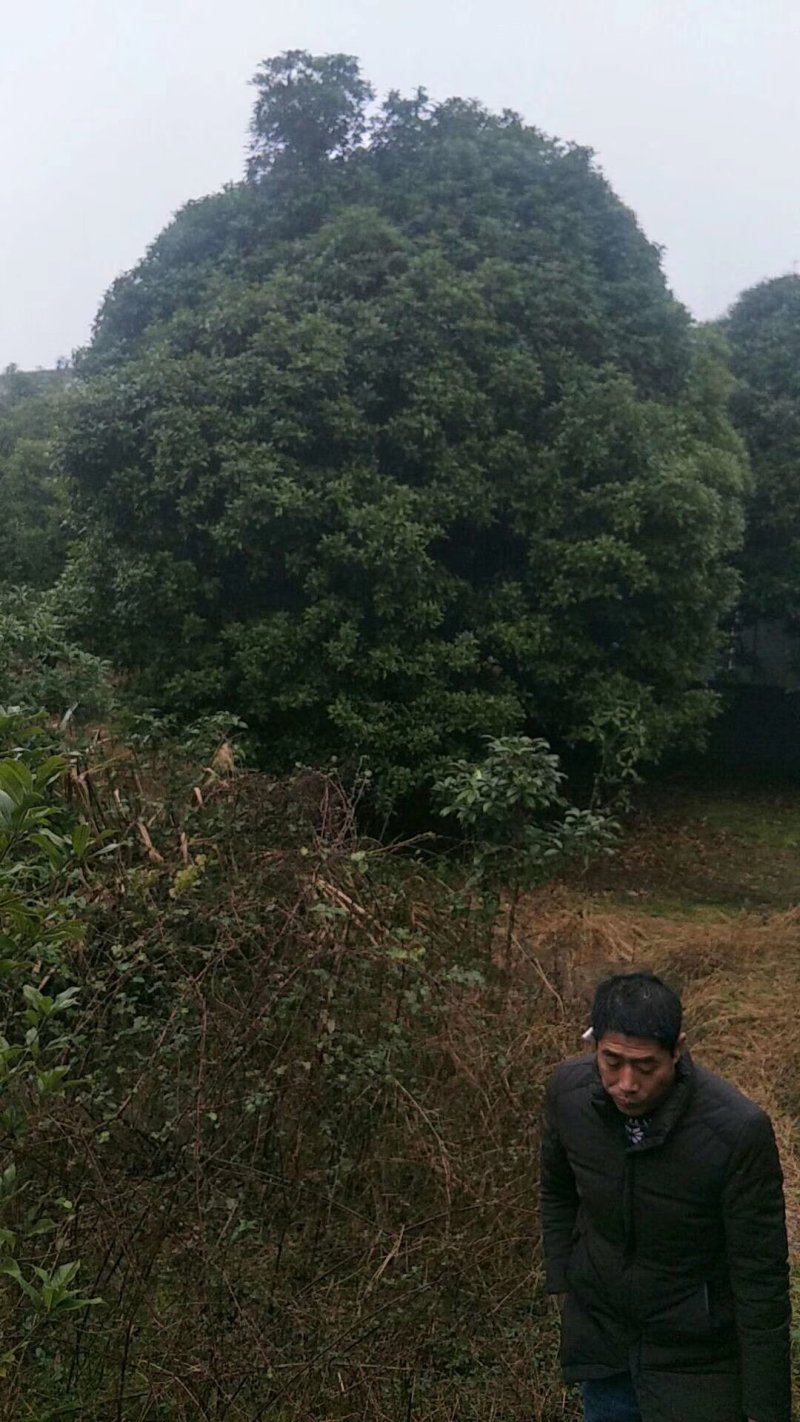 丛生地笼桂花球3--10米冠大量出售，价格低，基地直销