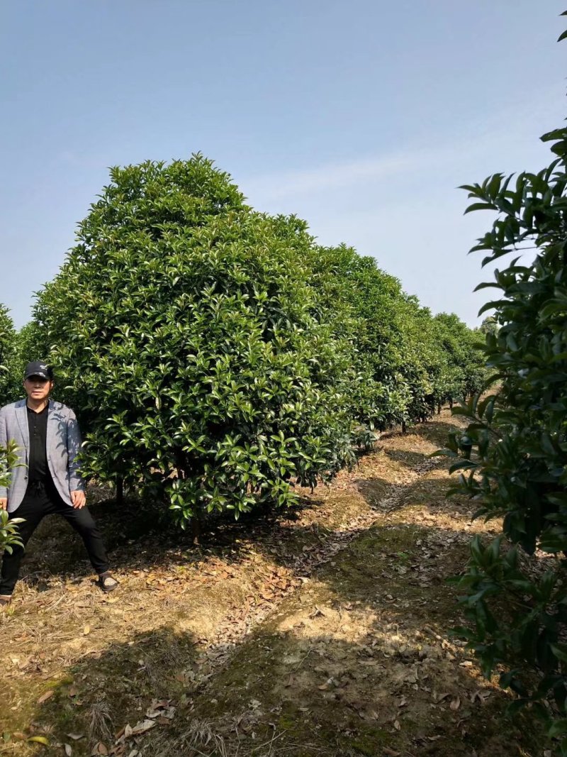 丛生地笼桂花球3--10米冠大量出售，价格低，基地直销
