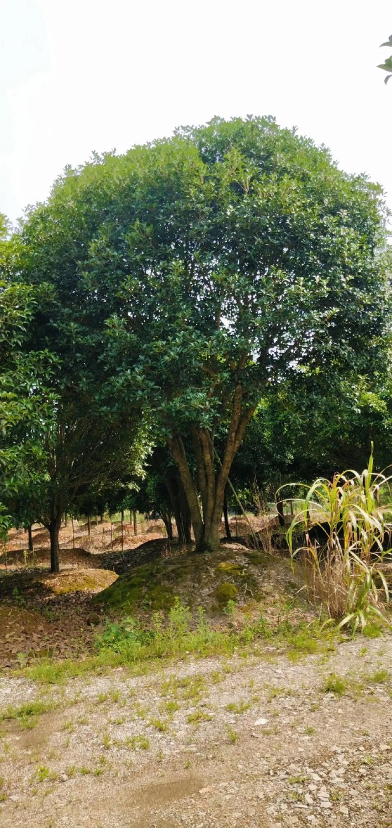 丛生地笼桂花球3--10米冠大量出售，价格低，基地直销