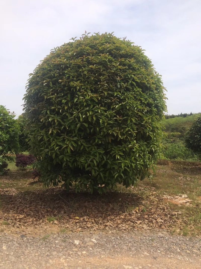 丛生地笼桂花球3--10米冠大量出售，价格低，基地直销