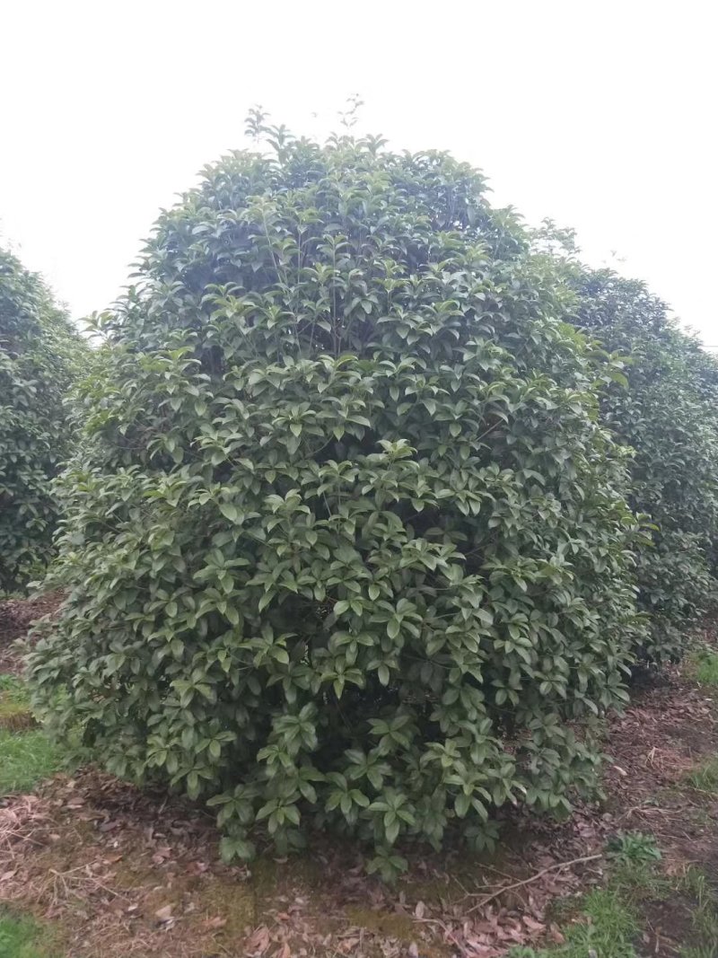 丛生地笼桂花球3--10米冠大量出售，价格低，基地直销