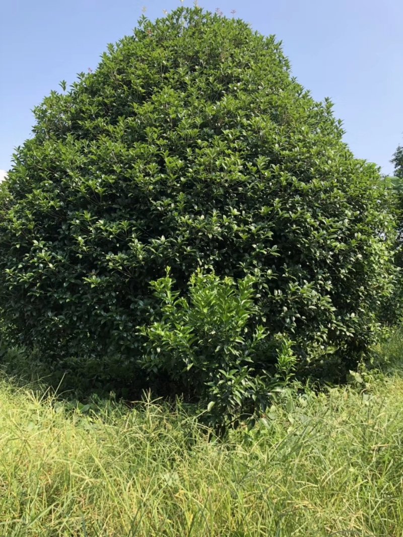 丛生地笼桂花球3--10米冠大量出售，价格低，基地直销
