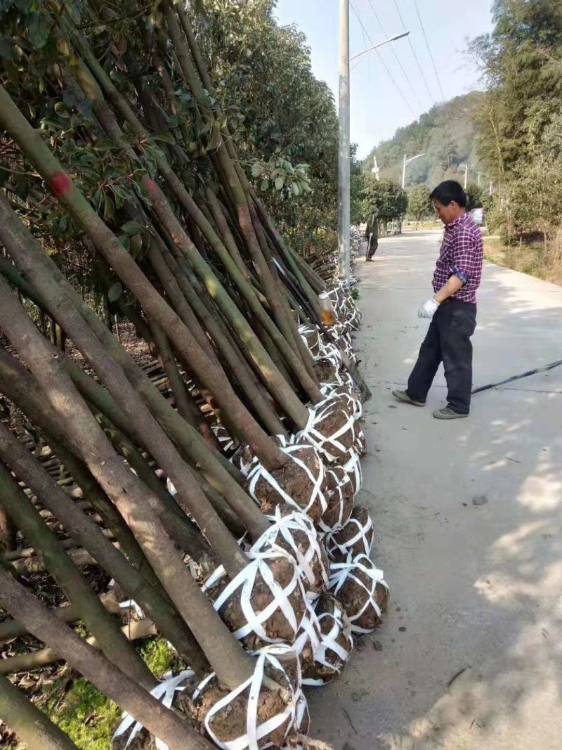 香樟树基地直销直径3/4/5/6/8公分价格优惠