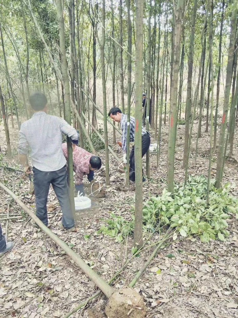 香樟树基地直销直径3/4/5/6/8公分价格优惠
