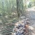 香樟树基地直销直径3/4/5/6/8公分价格优惠