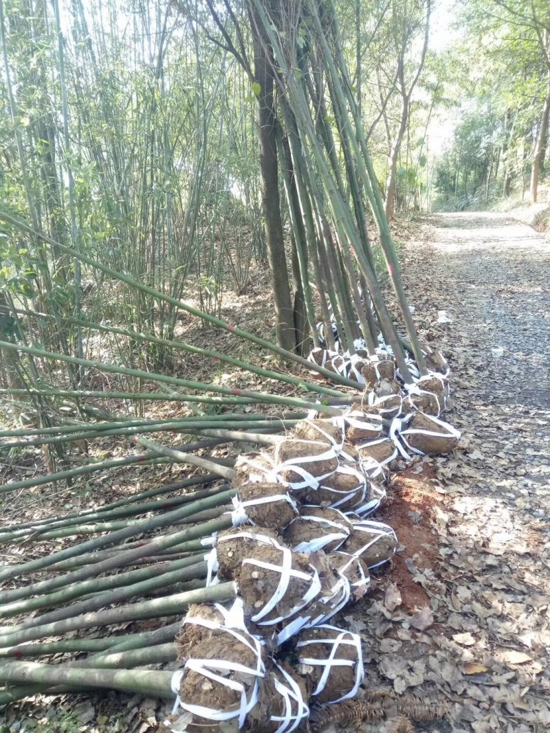香樟树基地直销直径3/4/5/6/8公分价格优惠