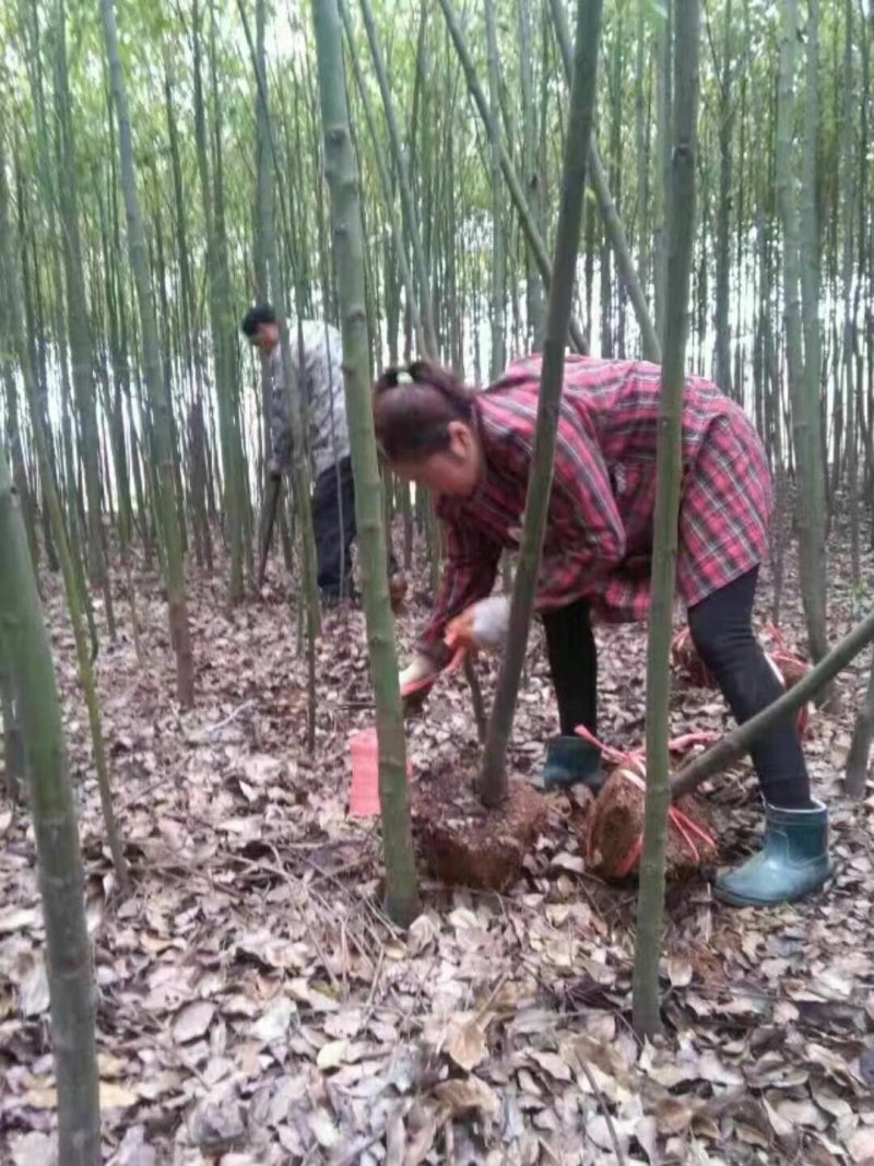 香樟树基地直销直径3/4/5/6/8公分价格优惠