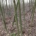 香樟树基地直销直径3/4/5/6/8公分价格优惠