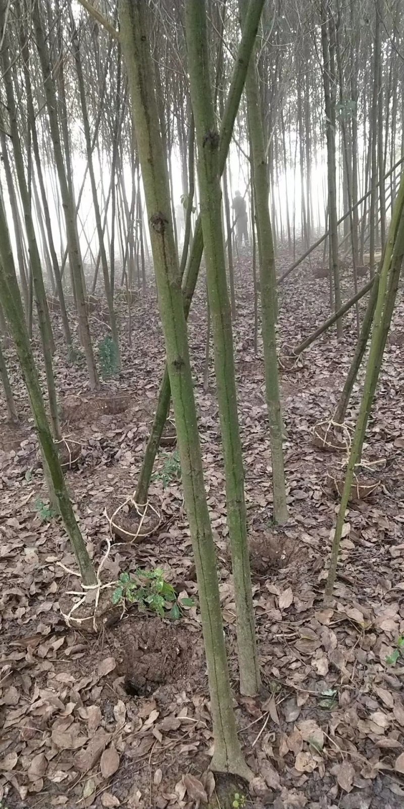 香樟树基地直销直径3/4/5/6/8公分价格优惠