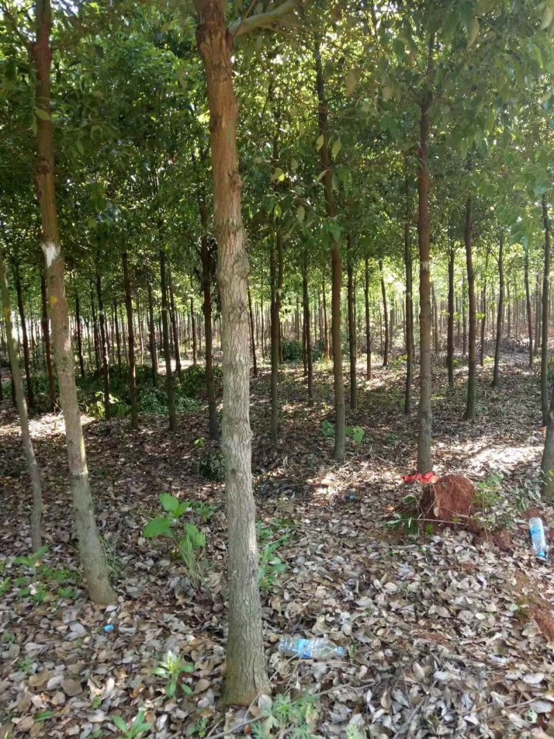 香樟树基地直销直径3/4/5/6/8公分价格优惠