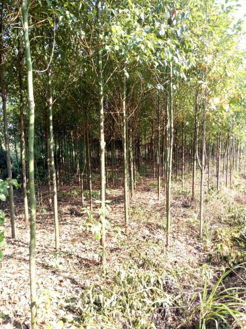 香樟树基地直销直径3/4/5/6/8公分价格优惠