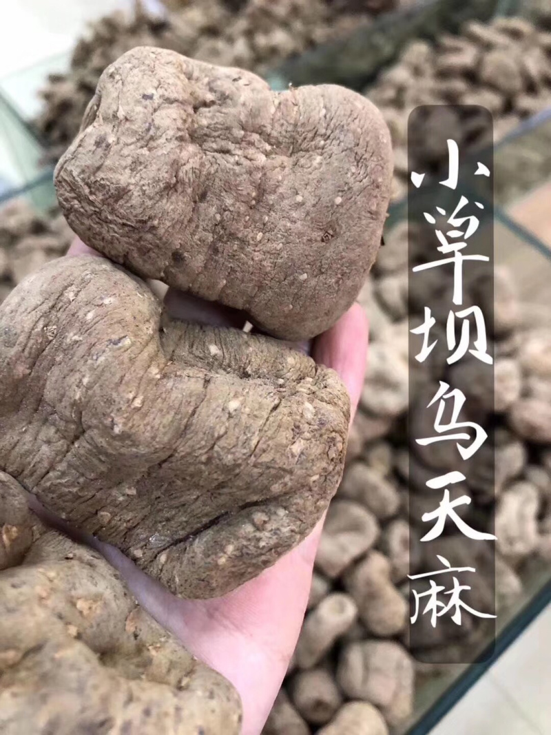 乌天麻