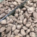 乌天麻