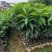 造林苗何树