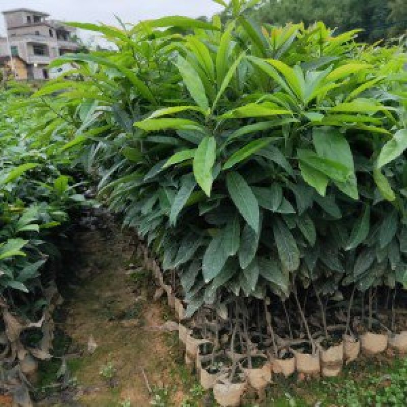 造林苗何树