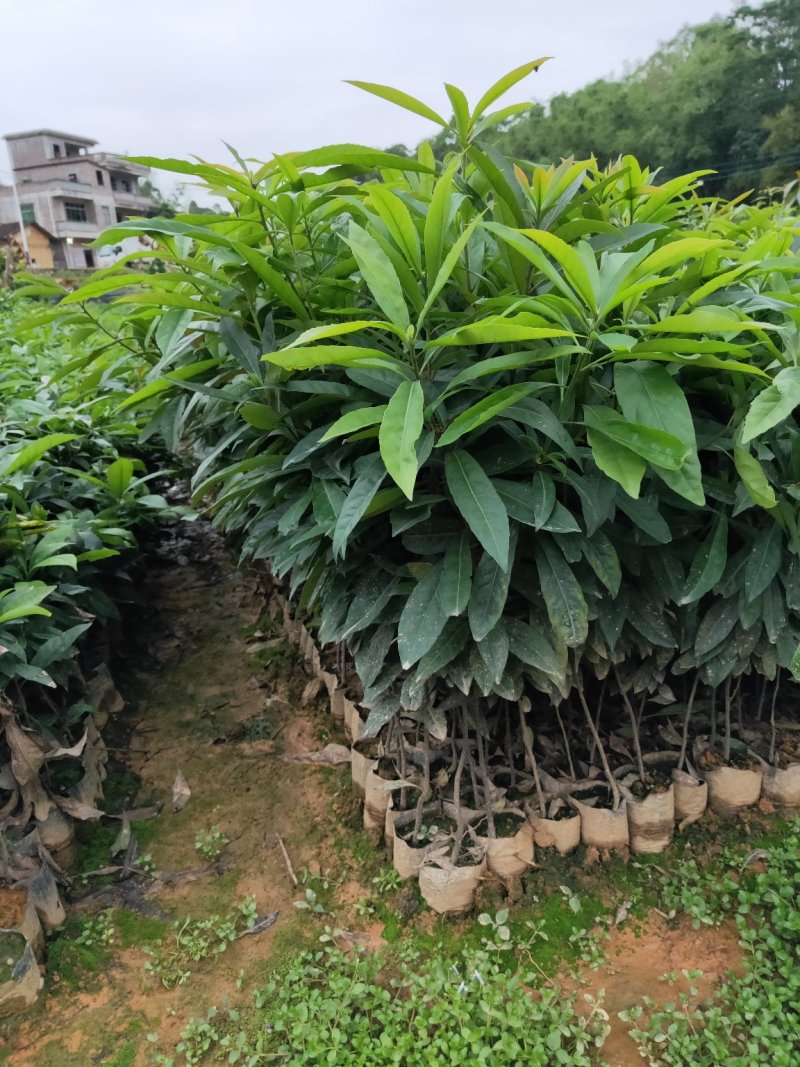 造林苗何树