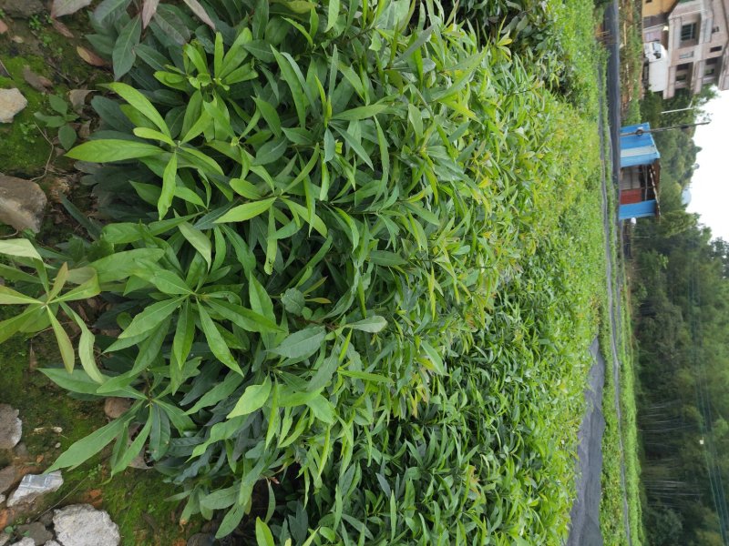 造林苗何树