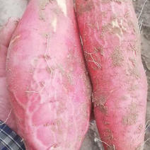 内蒙古沙地烟薯25.西瓜红上市大量现货供应