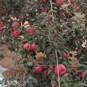 寒富苹果大量有货个头均匀颜色全红口感脆甜想要的联系