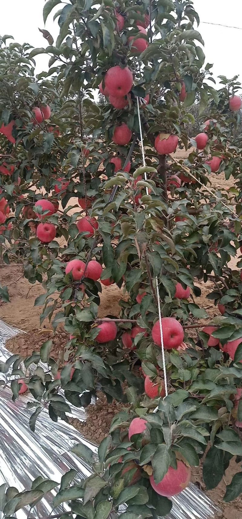 寒富苹果大量有货个头均匀颜色全红口感脆甜想要的联系